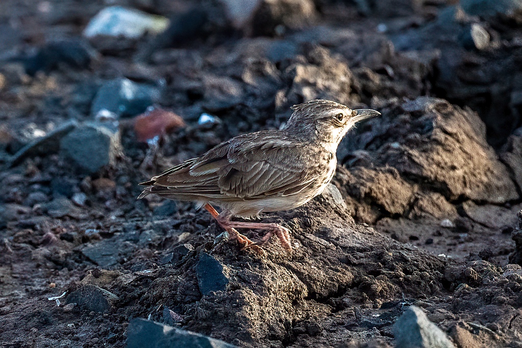 Crested Lark